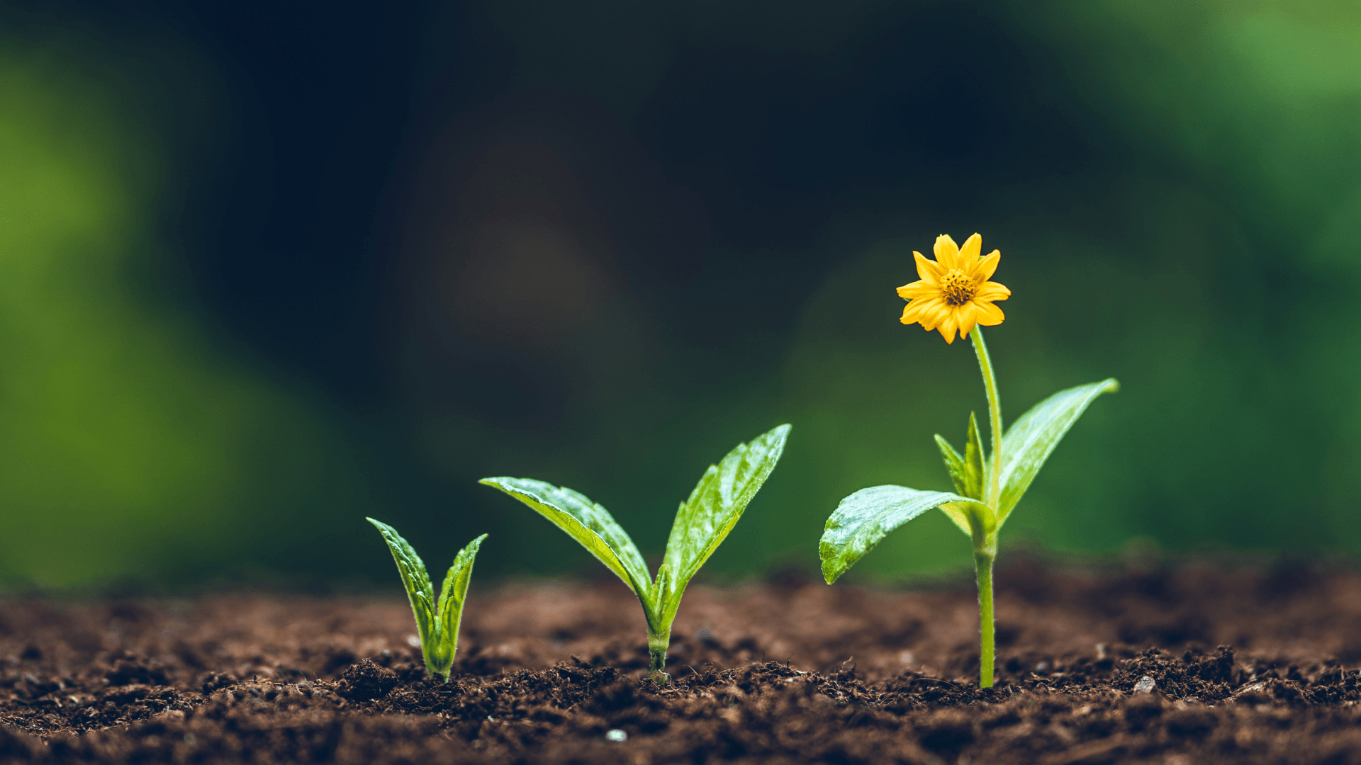 Plants and Growing